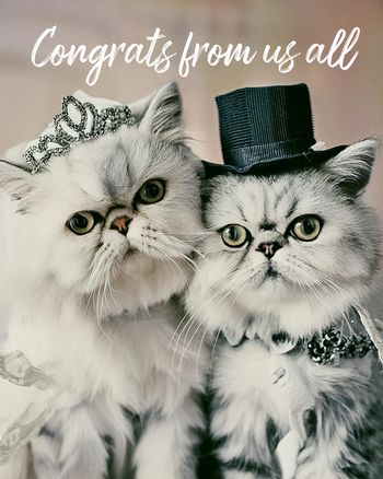 Use Wedding Cats