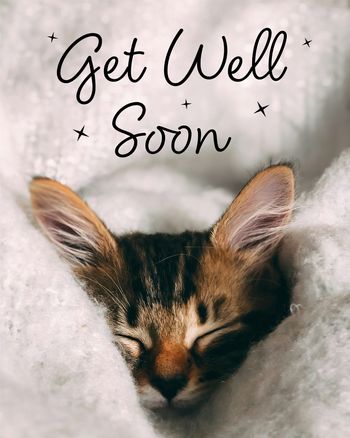 Use Cute kitten - Group Get Well ecard