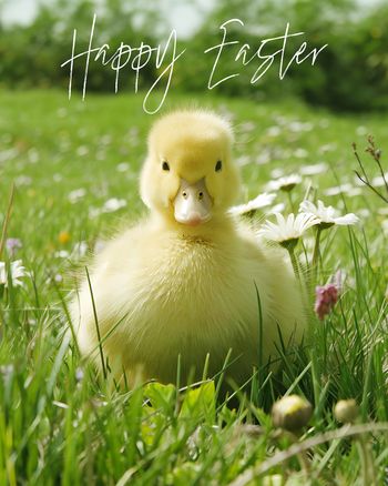 Use Fluffy Duckling - group Easter ecard